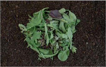 Organic baby leaves