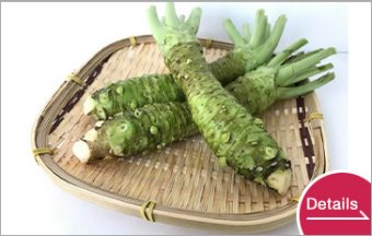 生鮮わさび