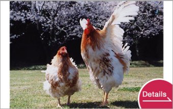 阿波尾鶏　骨付きもも肉