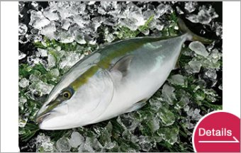Farmed yellowtail (Fillet, others)