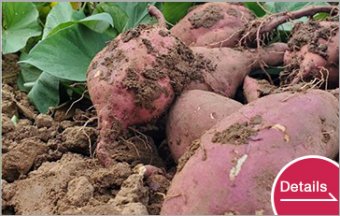 Organic sweet potato (Anno)