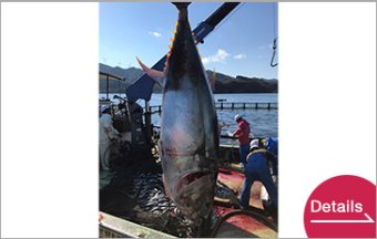 Fresh Farm-raised Bluefin Tuna