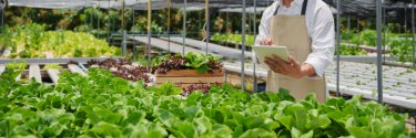 Fresh vegetable hydroponic system