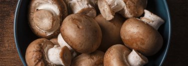 shiitake mushroom